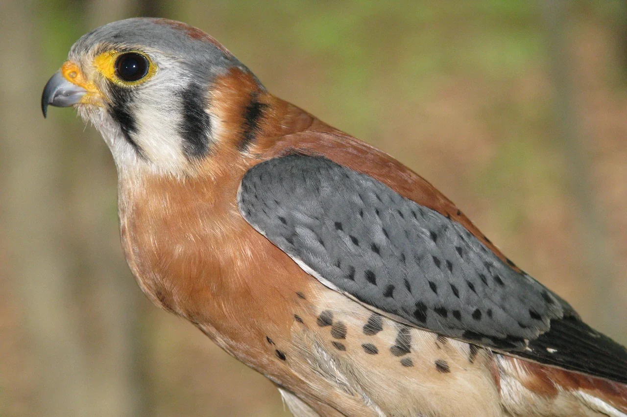 Close view of an American kestrel from the NPS archive