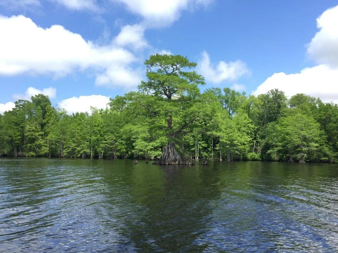 Green trees along the water in Great Dismal Swamp