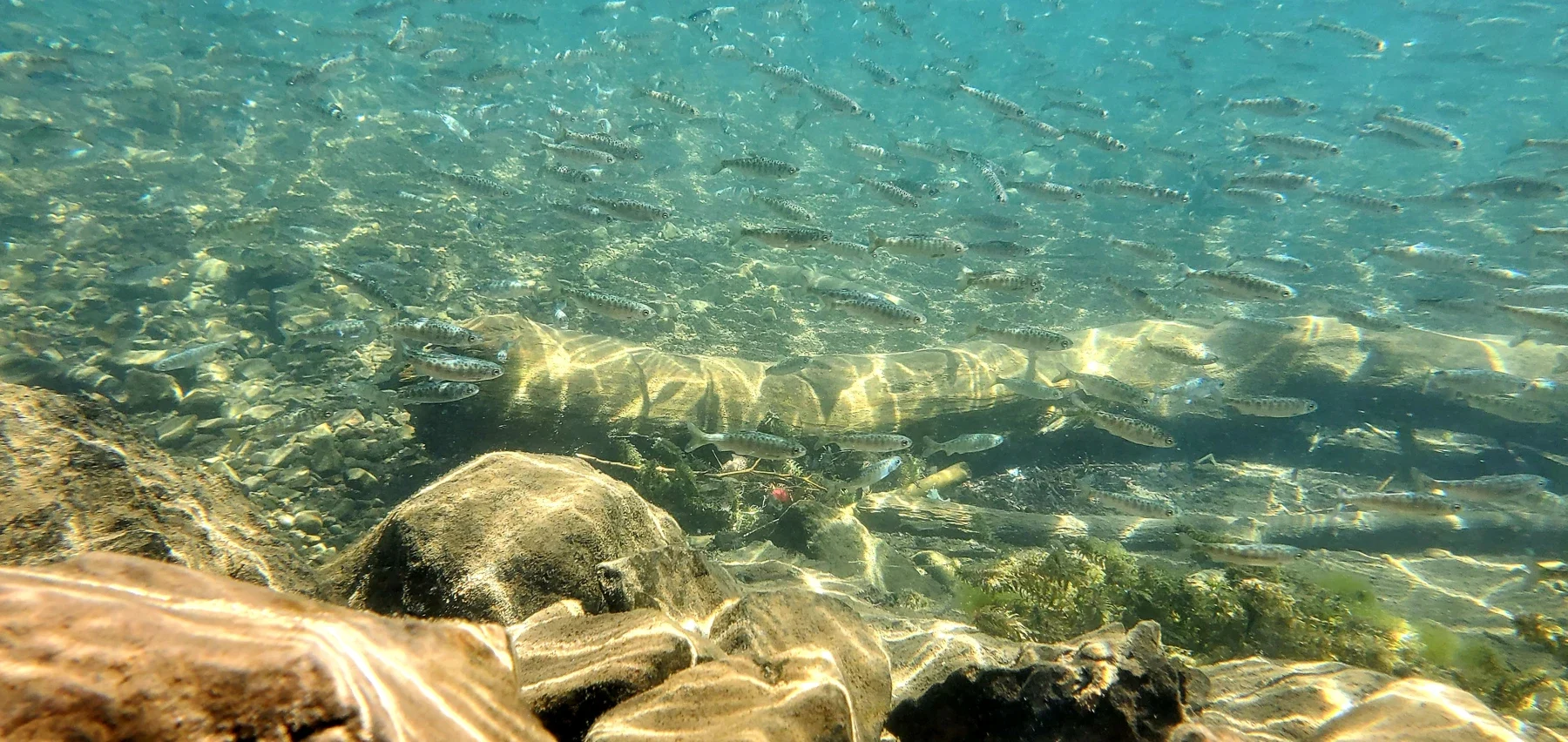 Little White Salmon tesisiyle ilişkilendirilen su altı arşivinde yavru somonlar