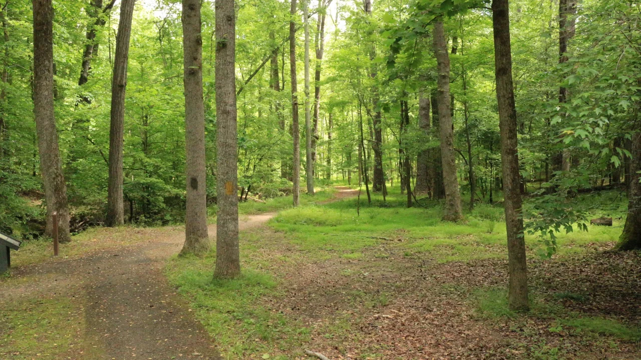 Harrison Creek Trail in Petersburg Eastern Front, NPS archive
