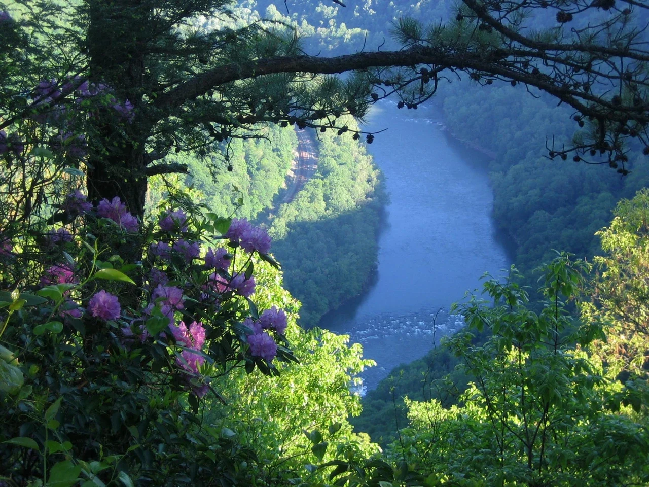 Turkey Spur seyir noktasından New River ve doğal orman yamaçları