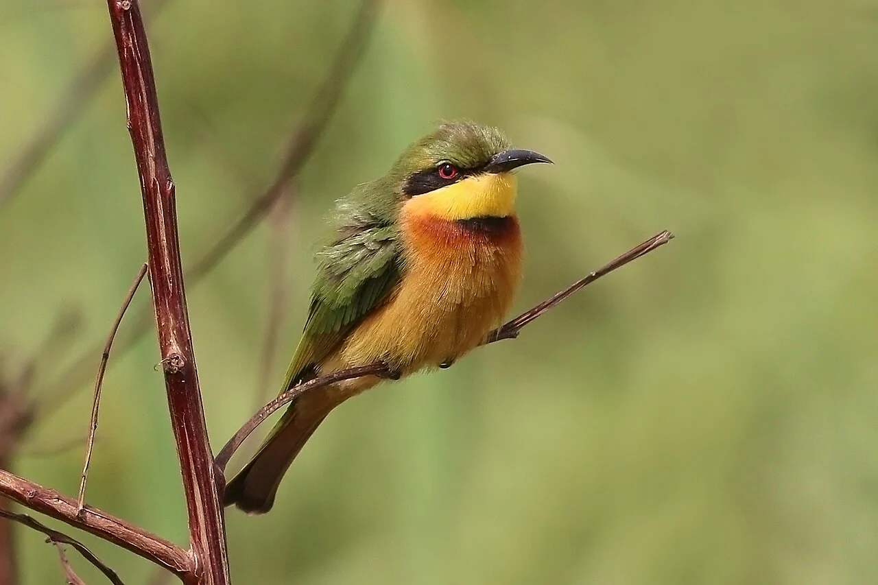 Kotu Beach bölgesinde küçük arıkuşu; Charles J. Sharp, 23 Aralık 2016