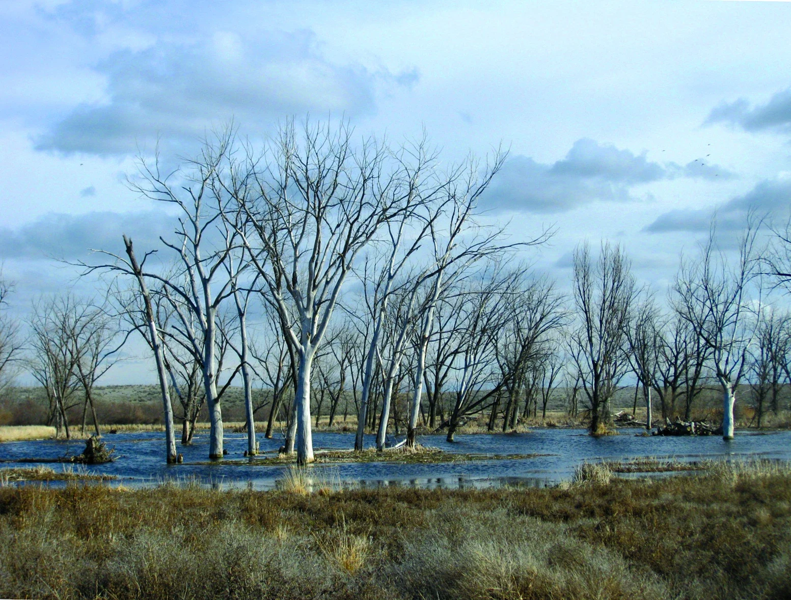 Cold Springs Memorial Marsh sulak alanının arşiv görünümü