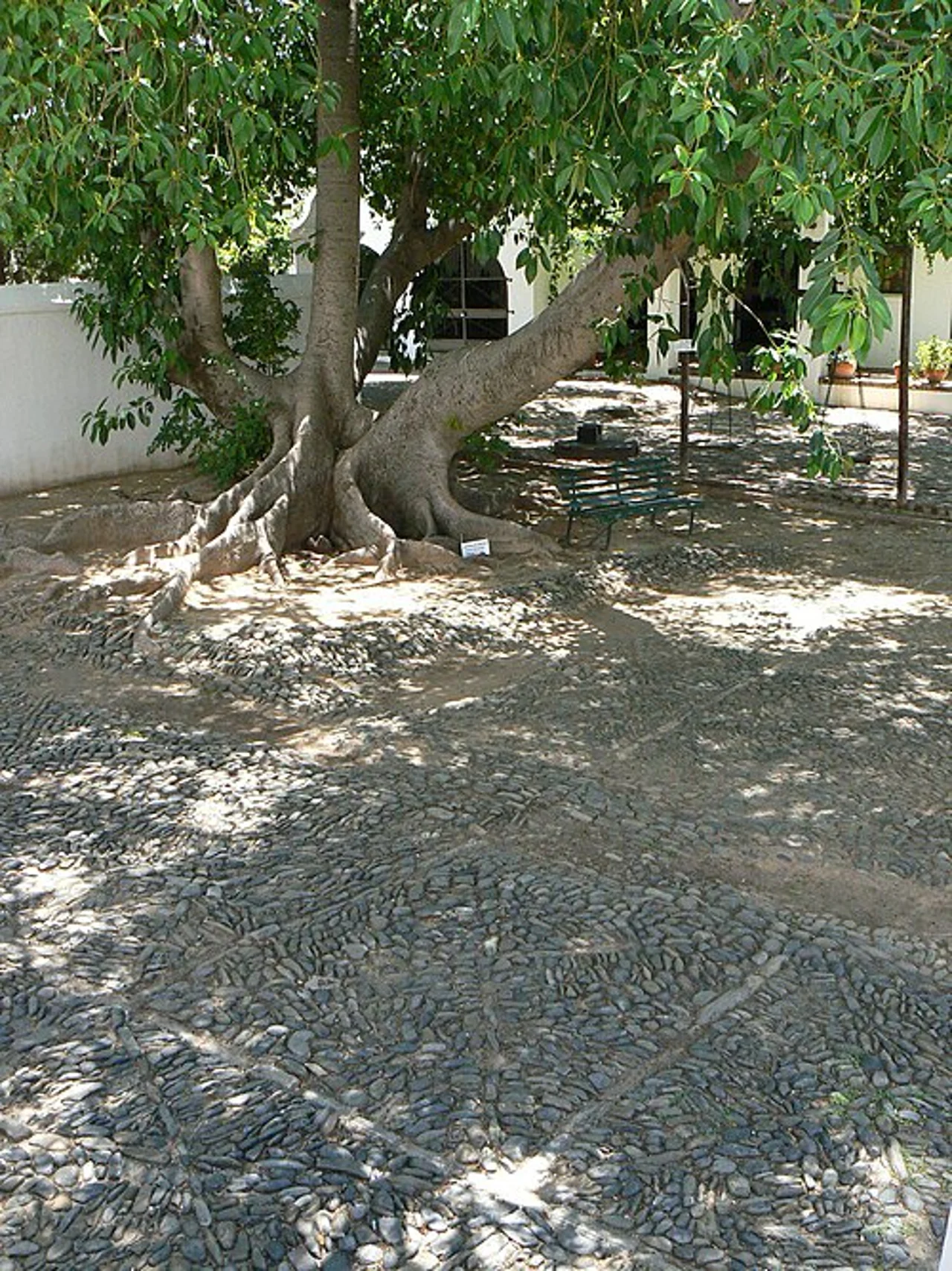Tree and roots in the Reinet House courtyard, December 2006