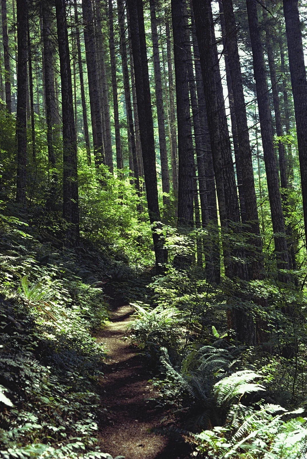 Archive forest path among ferns in the Mt. Hood scenic-byway region