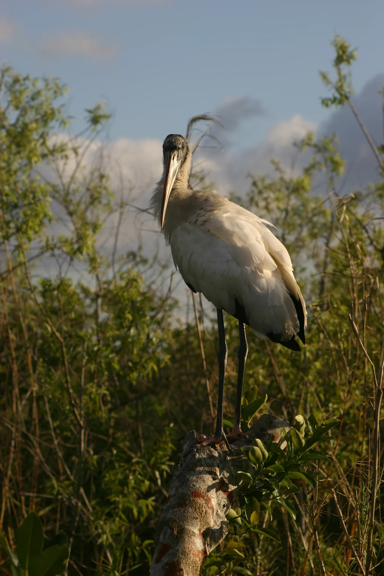 Everglades Anhinga Trail üzerinde wood stork kuşu, Şubat 2006