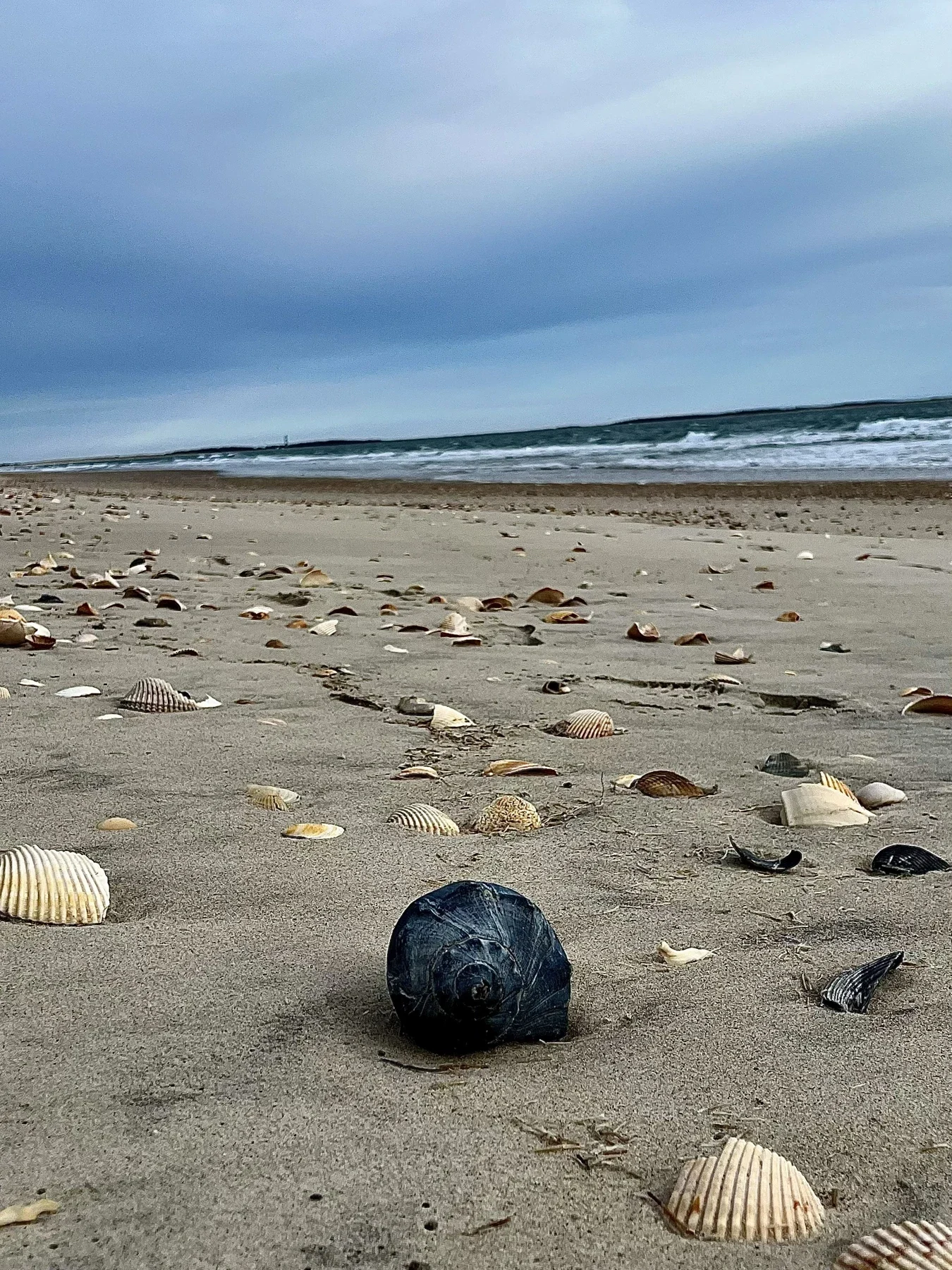 Seashells scattered across a Cape Lookout beach
