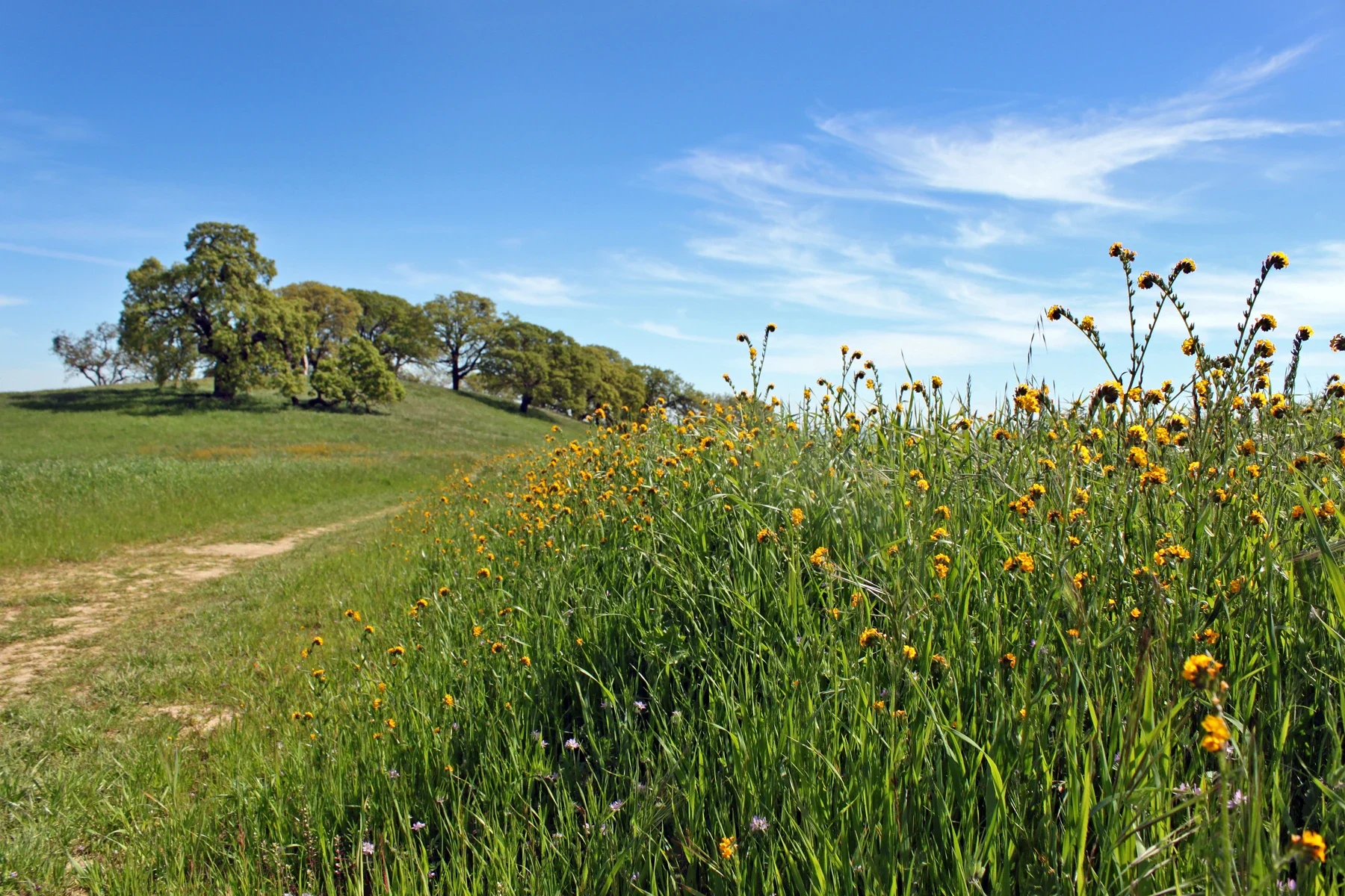 Yellow wildflowers beside a natural Mount Wanda trail