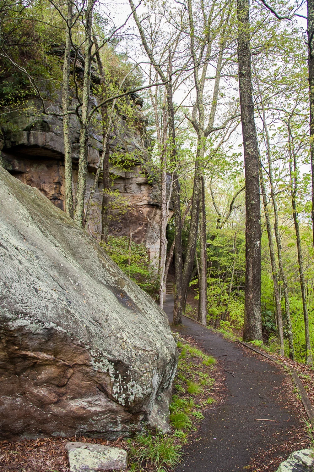 Grandview Tunnel Trail boyunca kayalık duvar ve ağaçlar