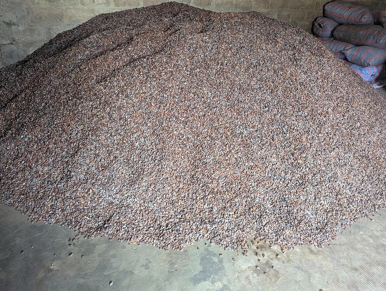 Cocoa beans around Kpalimé; Alfrednadjere, 28 April 2025, not a prepared dish