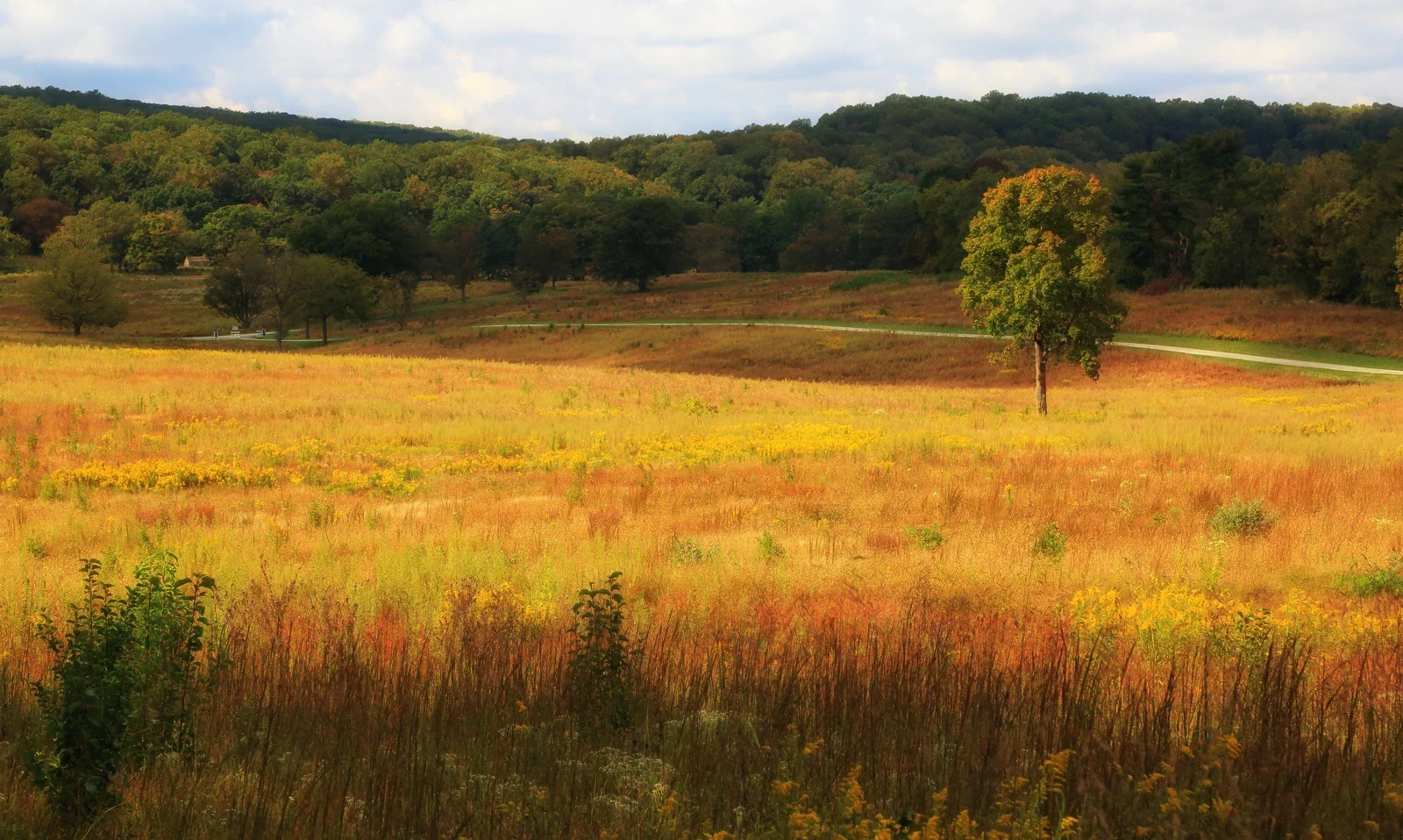 Autumn meadow and a solitary tree at Valley Forge