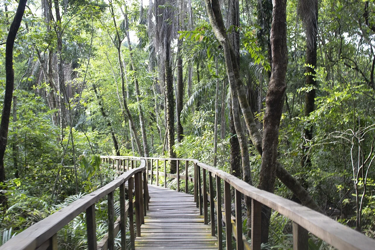Wooden pathway in Lekki conservation setting; Obiazi Emefile, 18 May 2021