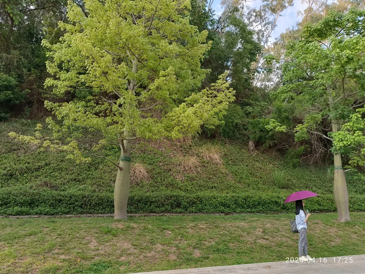 Shenzhen Lianhuashan Park çevresi, Nisan 2024