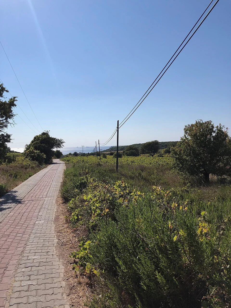 Bozcaada’da bağ çevresinden geçen kırsal yol; Eylül 2021.