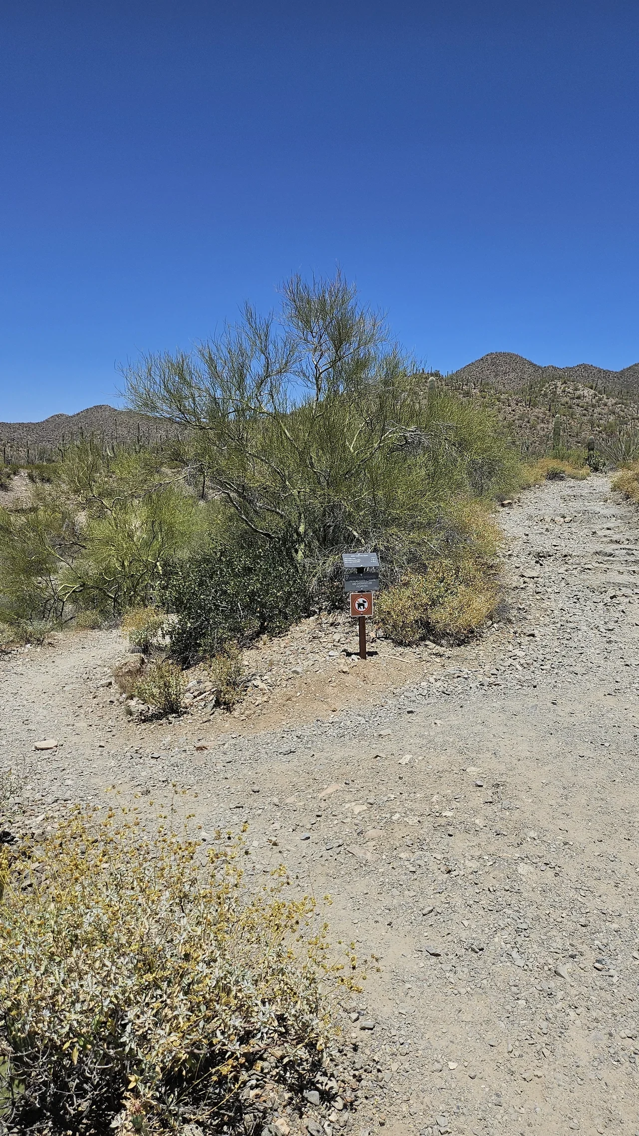 Tucson Mountain District King Canyon patika ayrımı ve taşlı zemin, arşiv