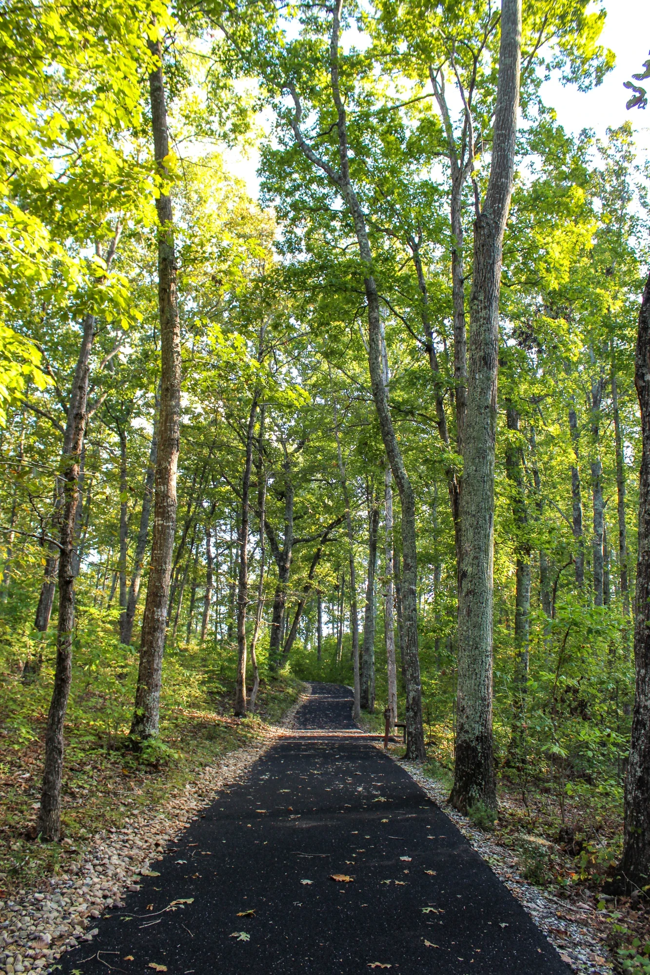 Paved walking path between trees at Kings Mountain National Military Park