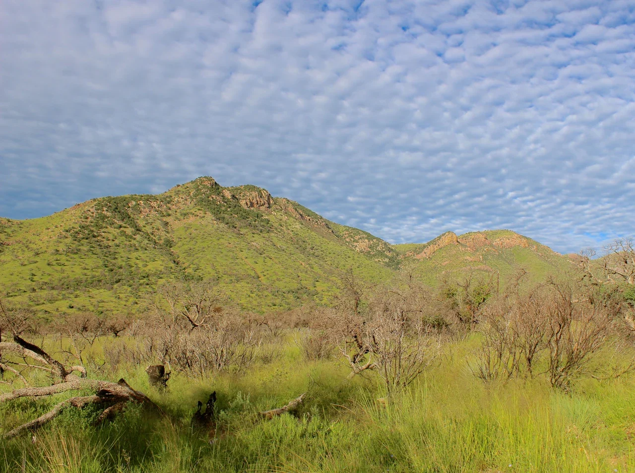 Coronado mountains and dry branches under a cloud-filled sky
