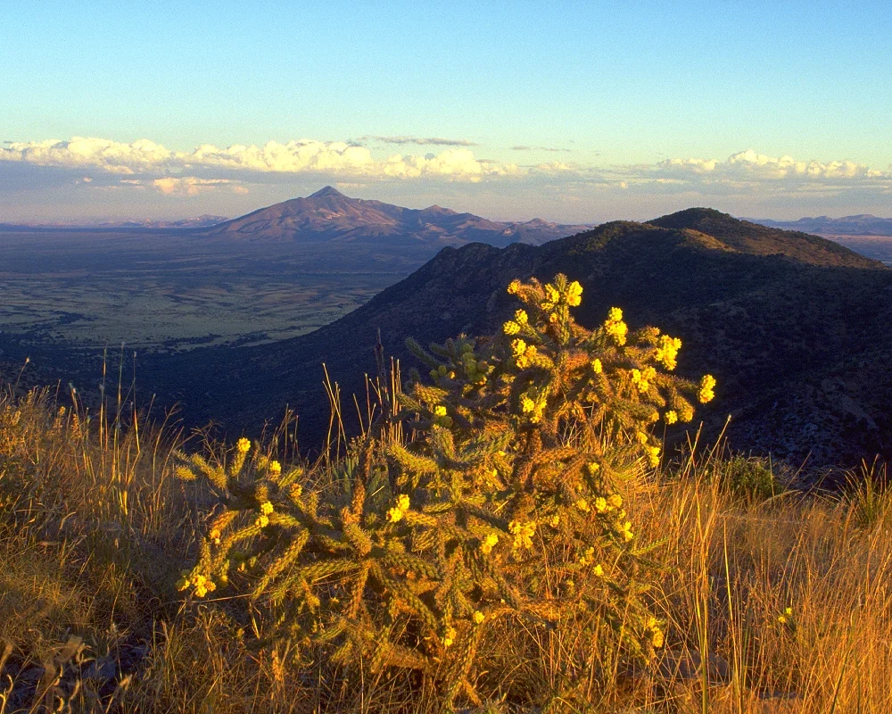 Cholla cacti and the San Pedro valley in evening light