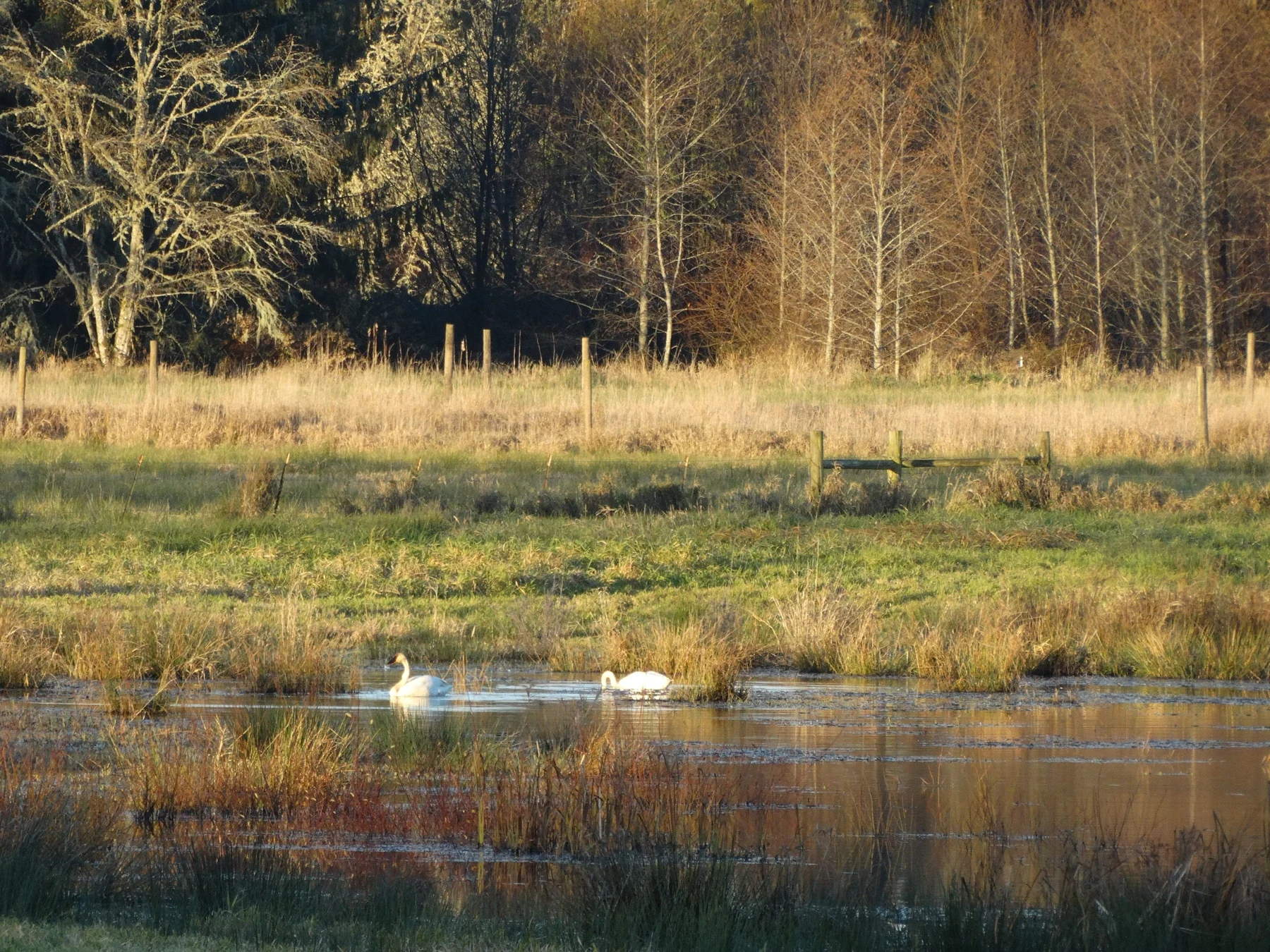 Archival swans in a Julia Butler Hansen wetland on a separate Cathlamet excursion