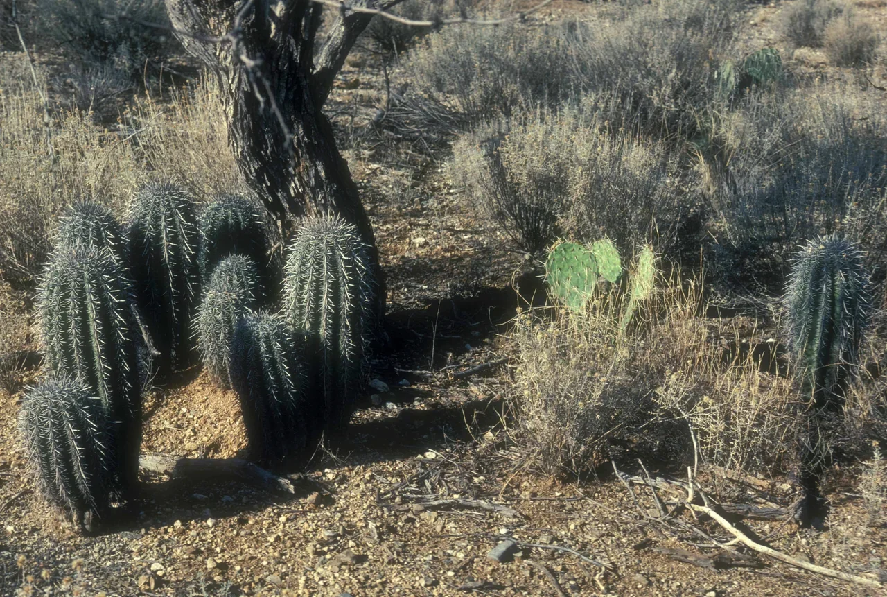 Saguaro National Park alanında ağaç gölgesinde fıçı kaktüsleri, arşiv