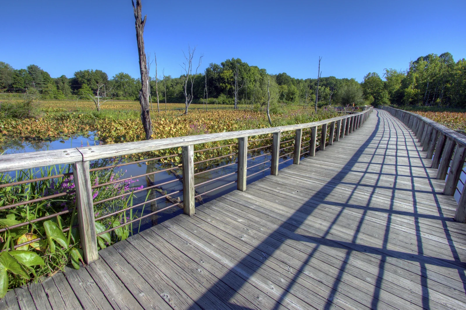 Beaver Marsh sulak alanında ahşap Towpath seyir yolu