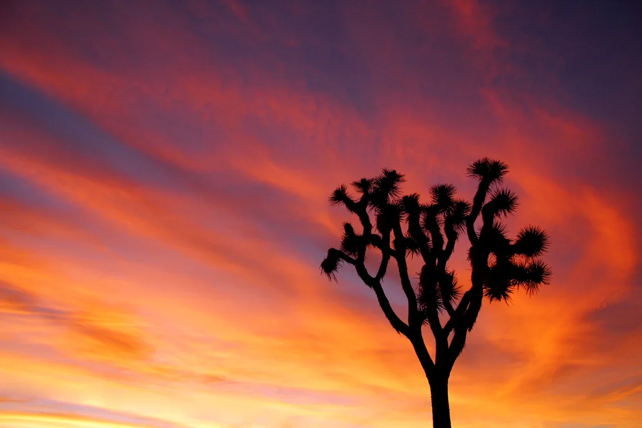 Joshua Tree National Park içinde gün batımında Joshua ağacı silueti