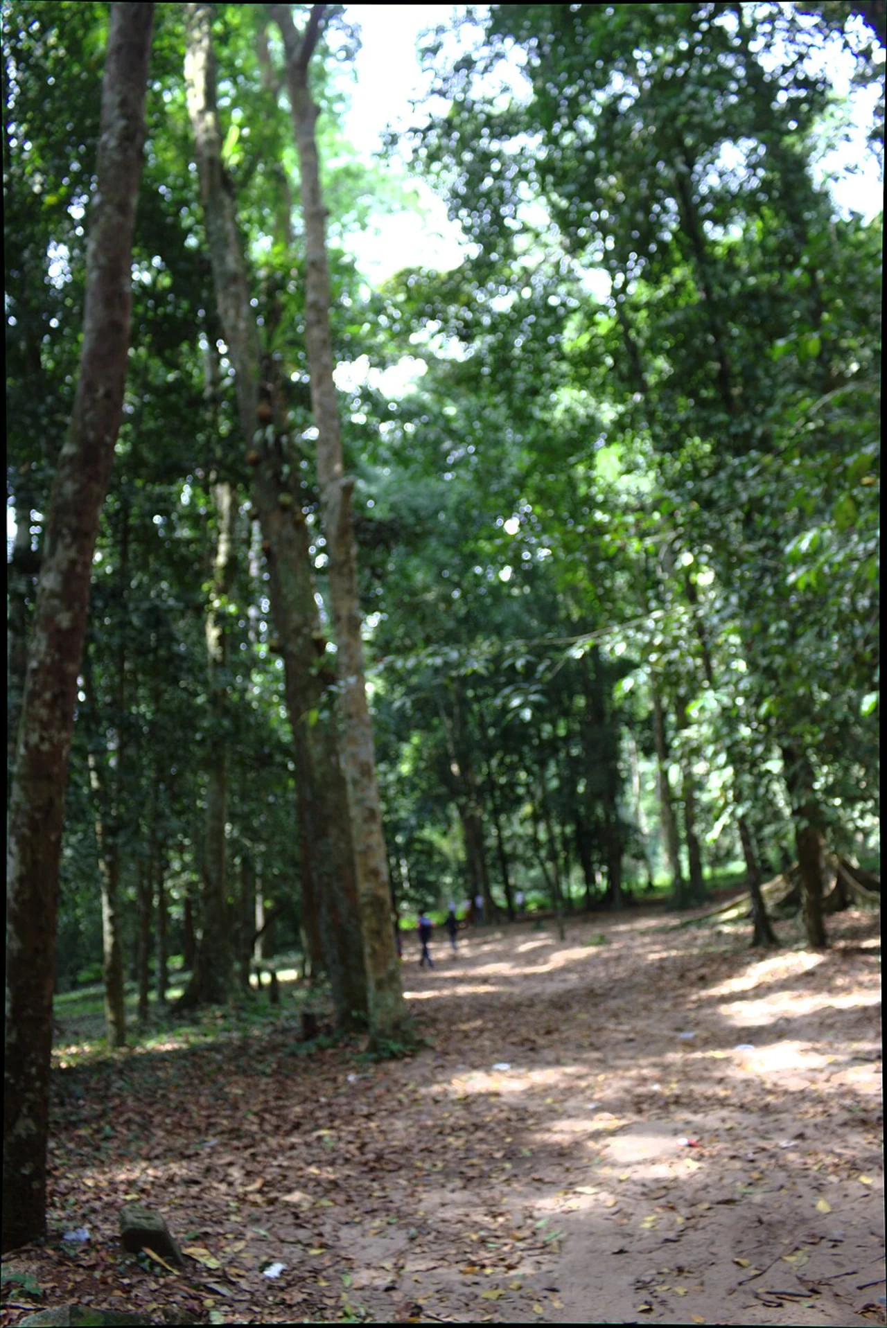 Forest path in Banco National Park; Mouna k, 4 March 2023