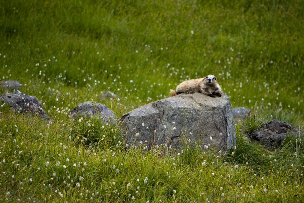 Olympic çayırında kaya üzerinde uzanan marmot