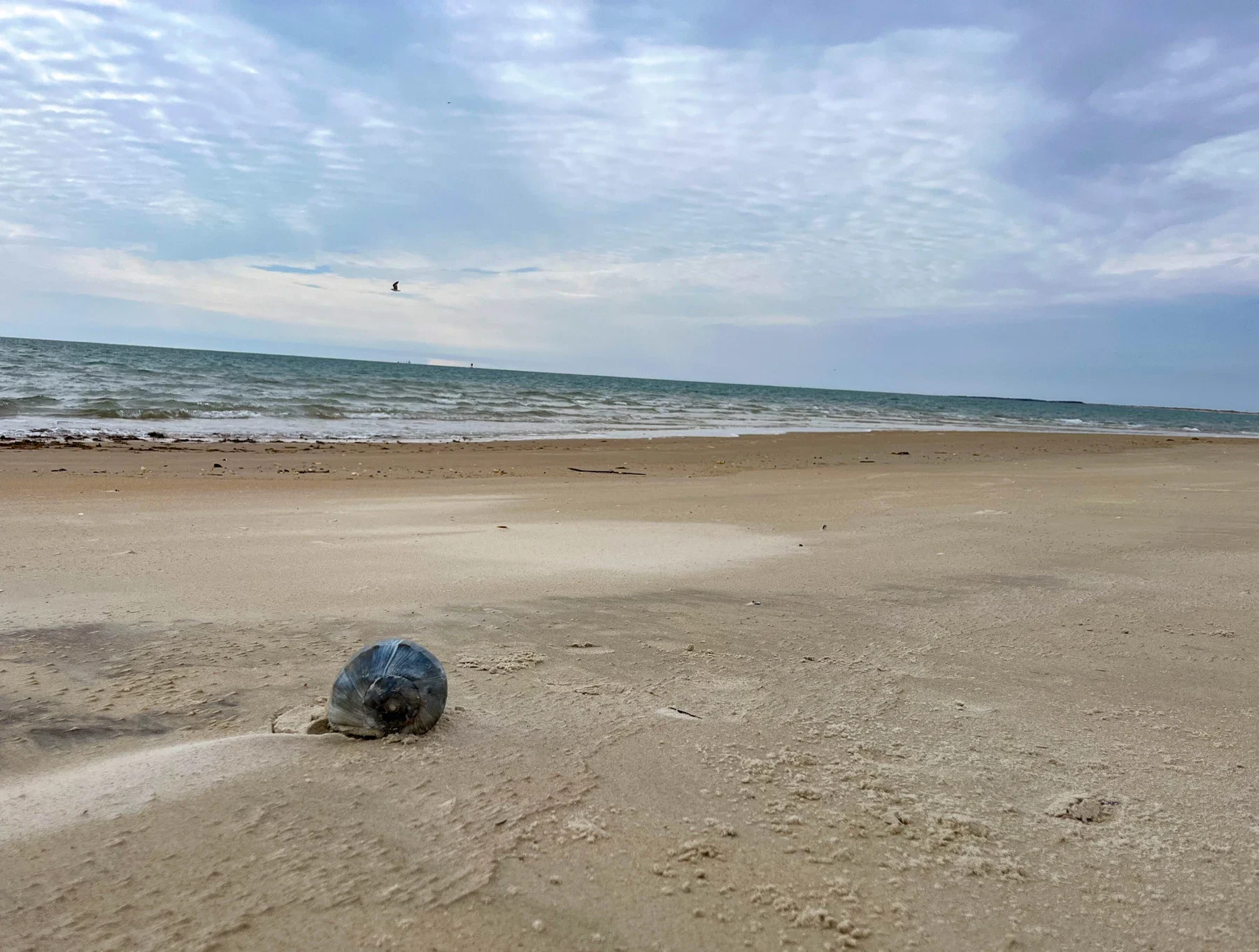 A single shell on a Cape Lookout beach