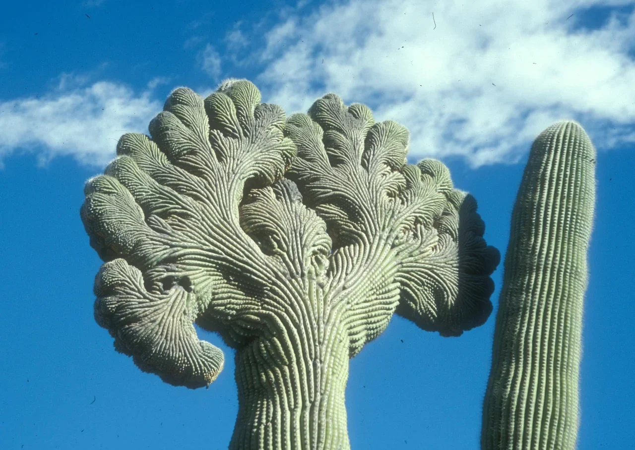 Archival crested saguaro cactus in Saguaro National Park