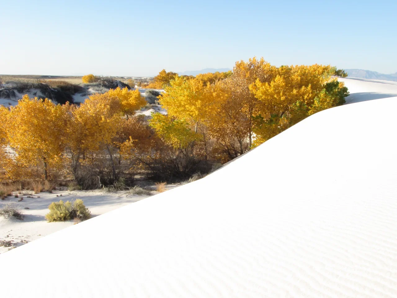 Archival autumn landscape with plants among dunes at White Sands National Park outside Alamogordo