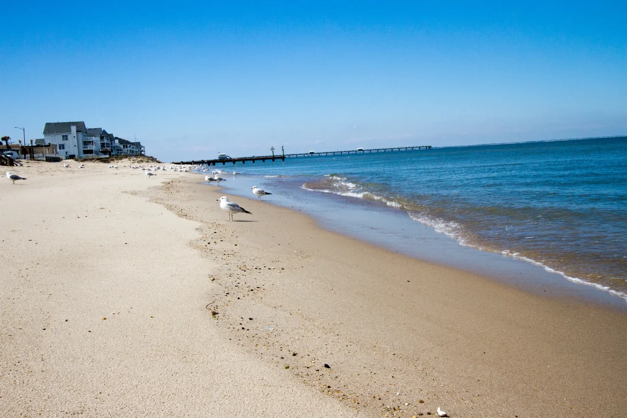 Shorebirds and a distant pier at Ocean View in Norfolk, archive photograph
