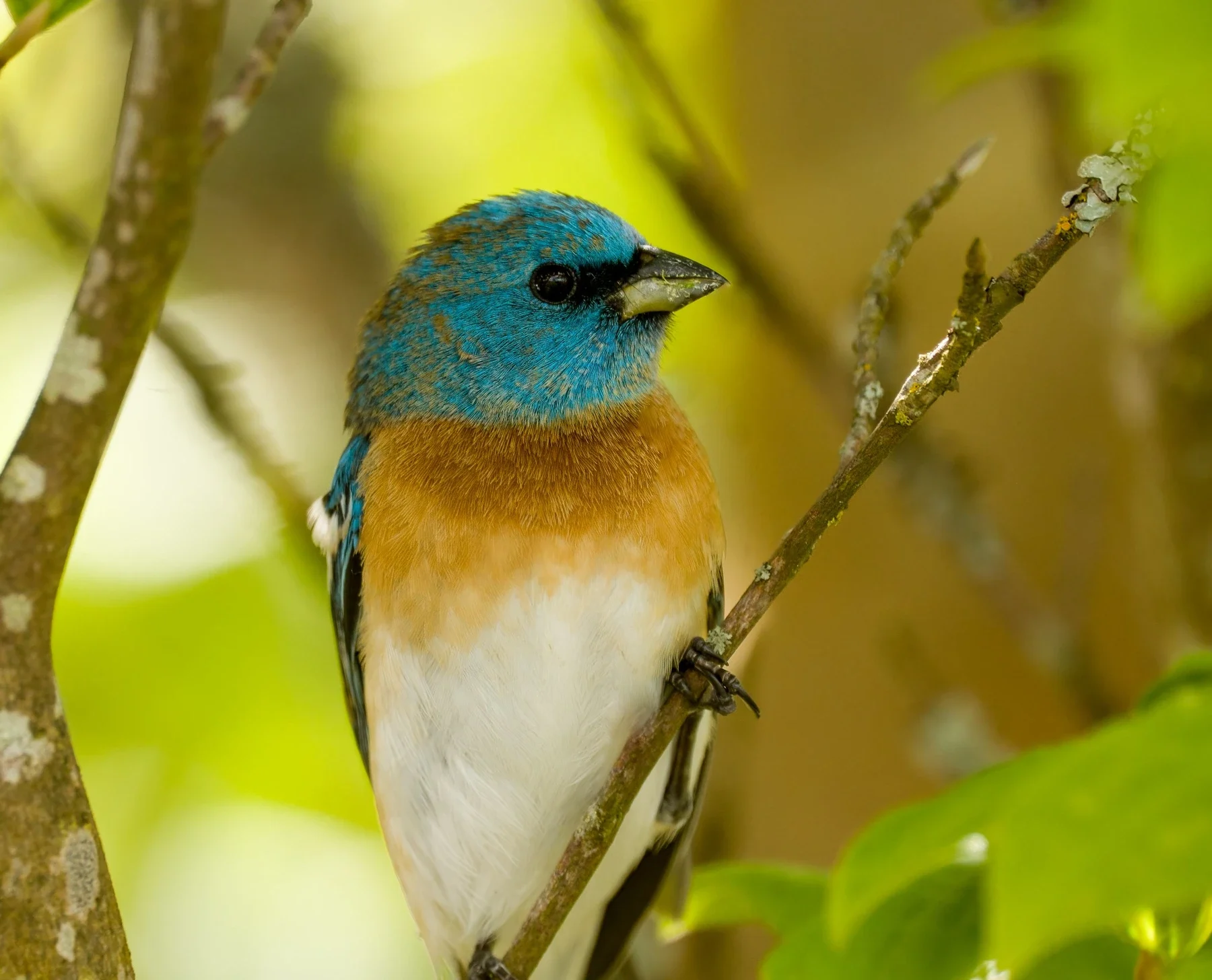 Lazuli bunting at Julia Butler Hansen Refuge outside Longview
