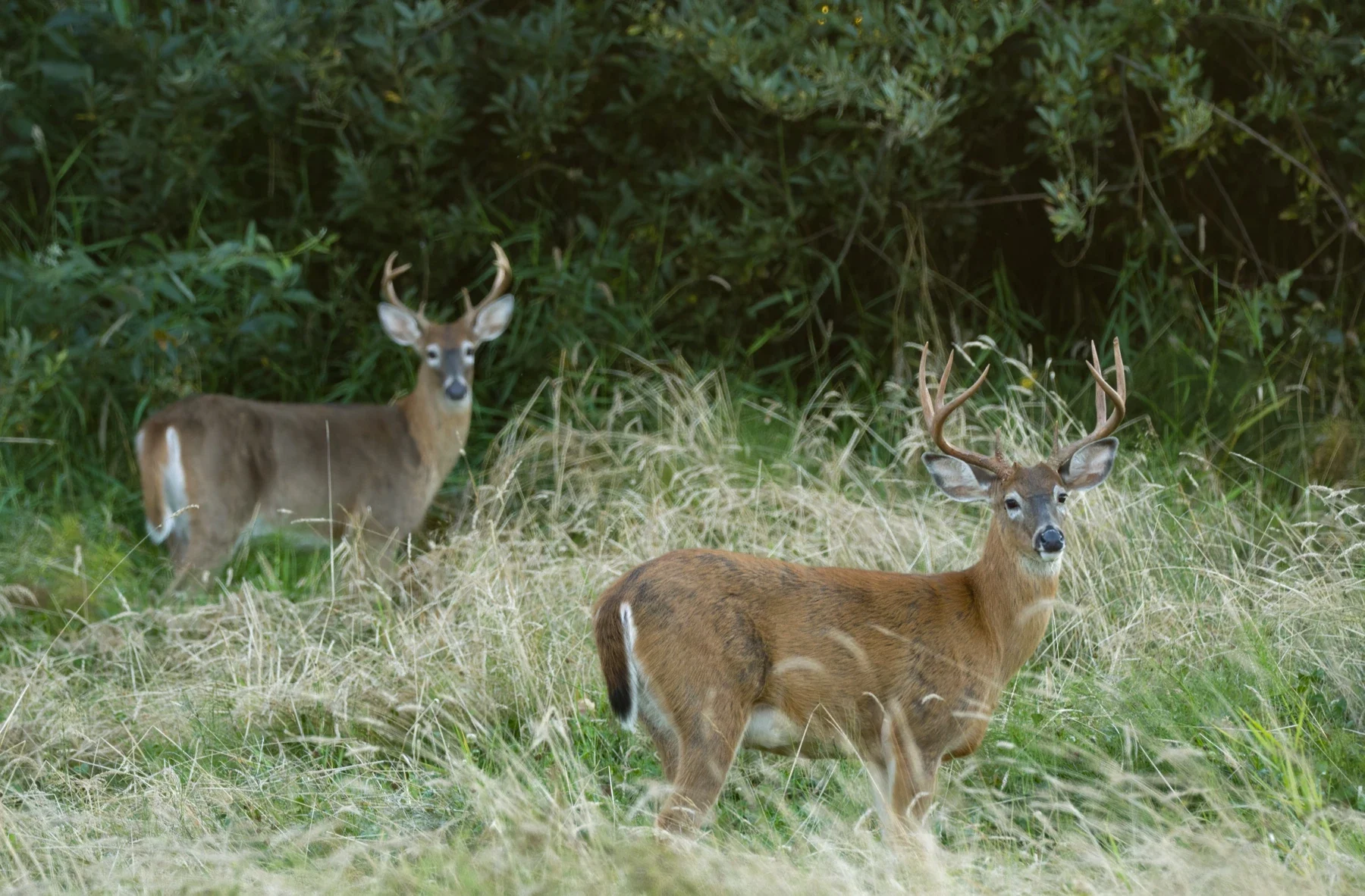 Columbian white-tailed deer at Julia Butler Hansen Refuge in the lower Columbia region