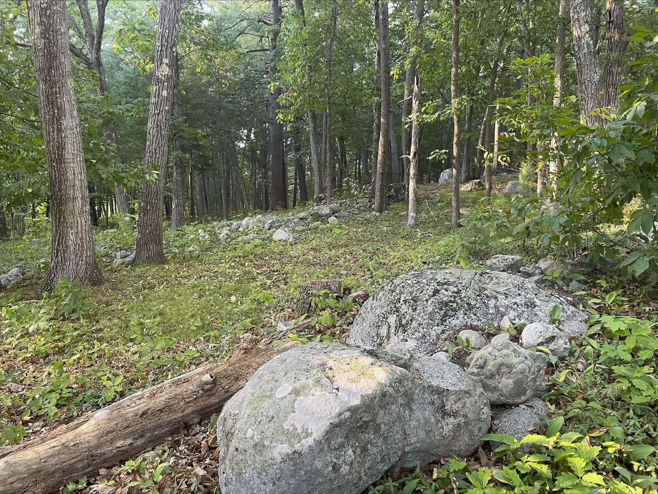 Wooded landscape in the Parker’s Revenge area of Minute Man park, archive