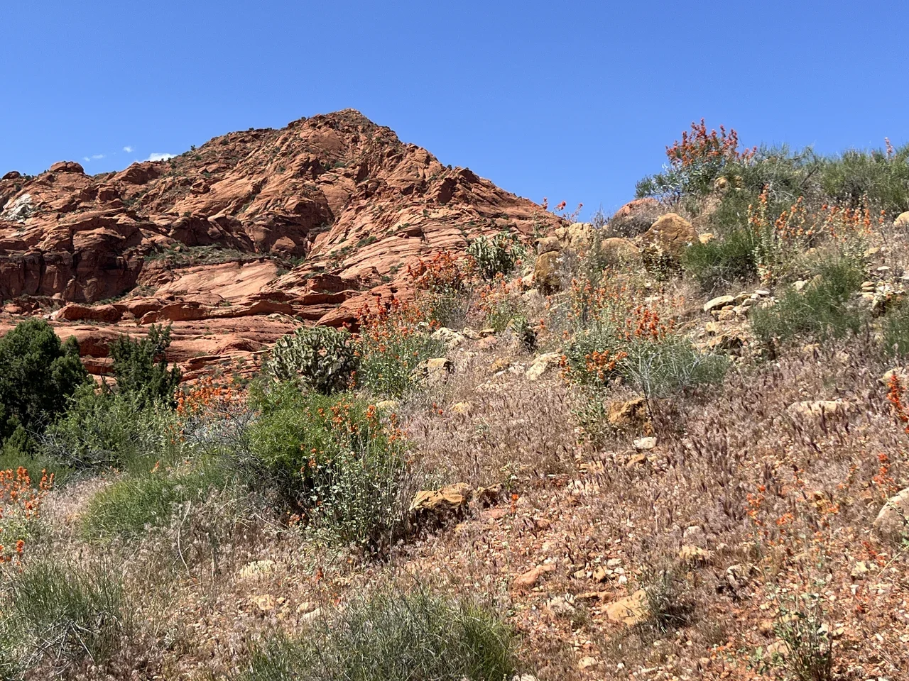 Flowers and red rocks in the Red Cliffs region, archive