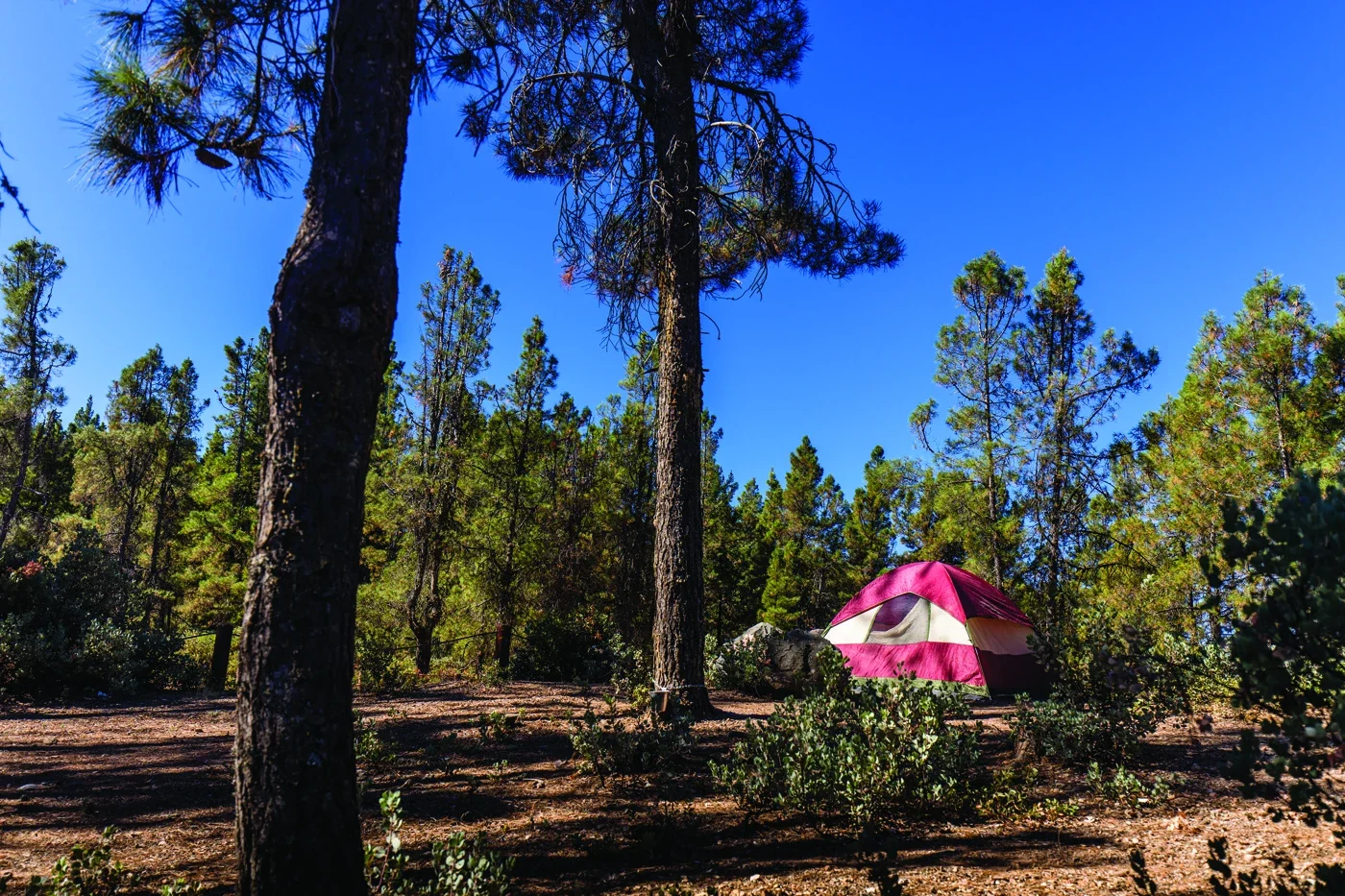 A camping tent among natural trees at Cow Mountain