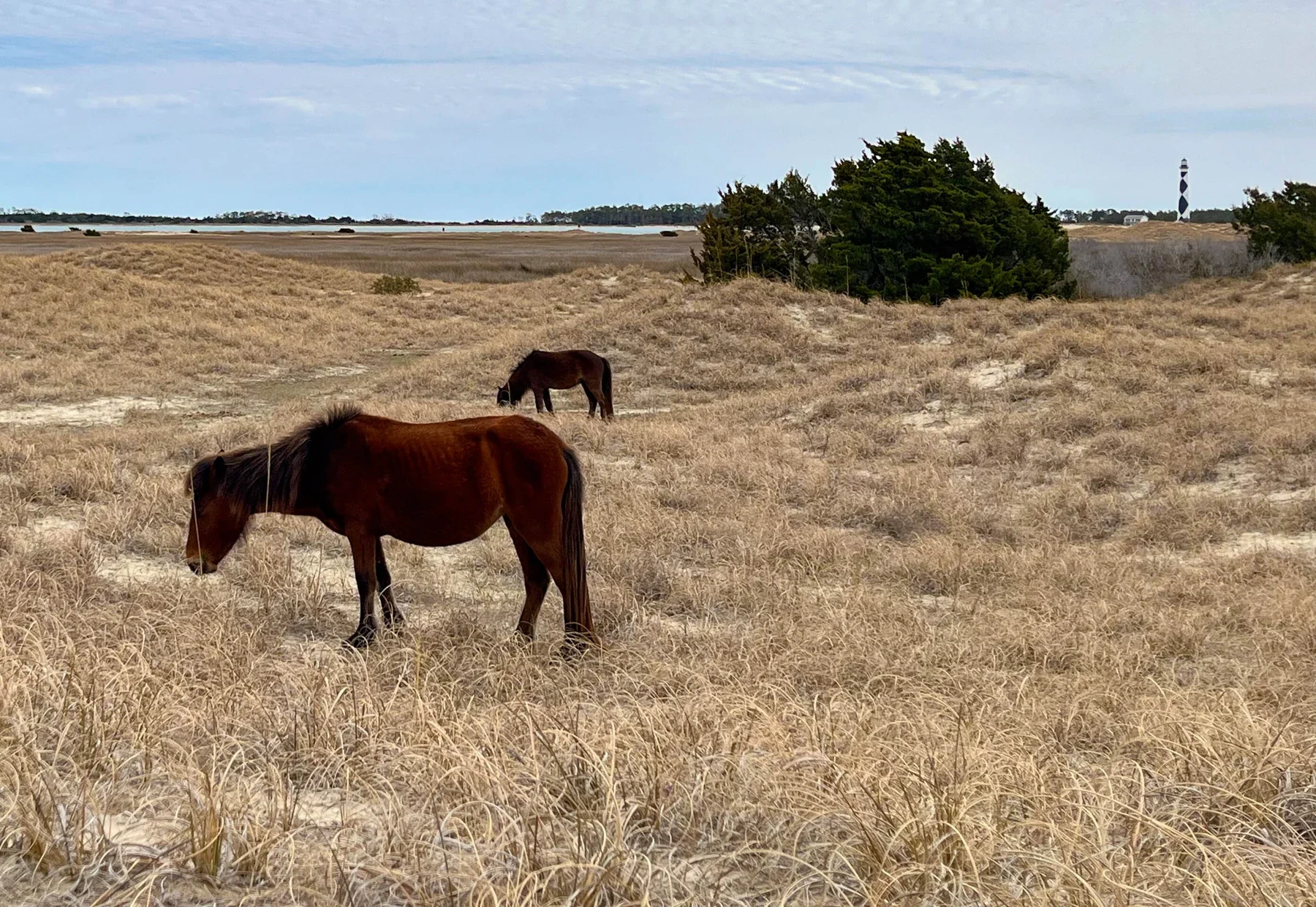 Wild horses near Shackleford Banks with a distant lighthouse