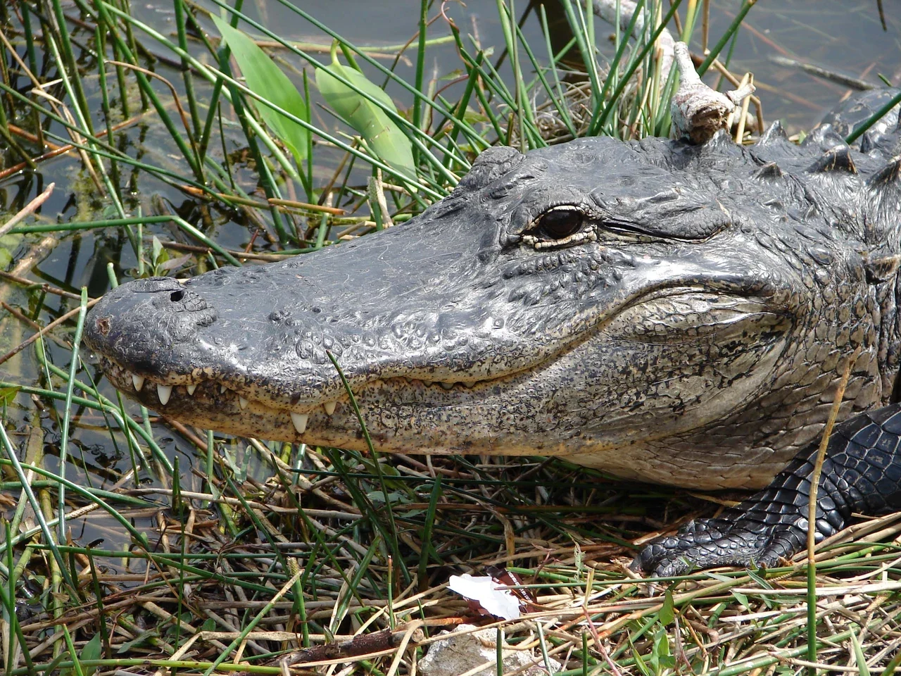 Everglades arşivinde alligatorun göz ve pul ayrıntıları