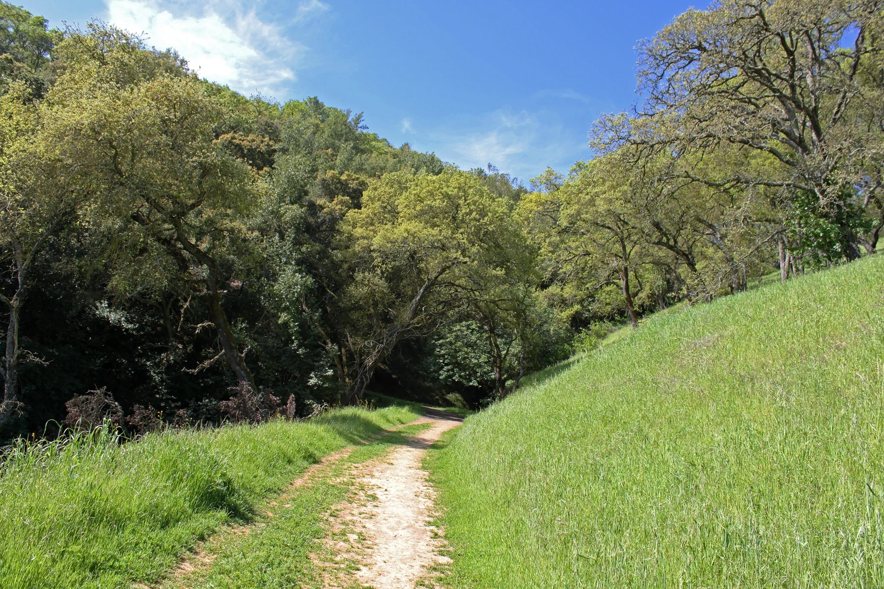 Dirt trail entering woodland on Mount Wanda