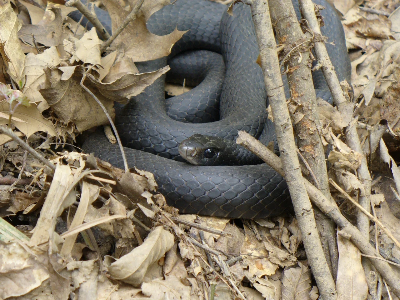 Black racer coiled among dry leaves