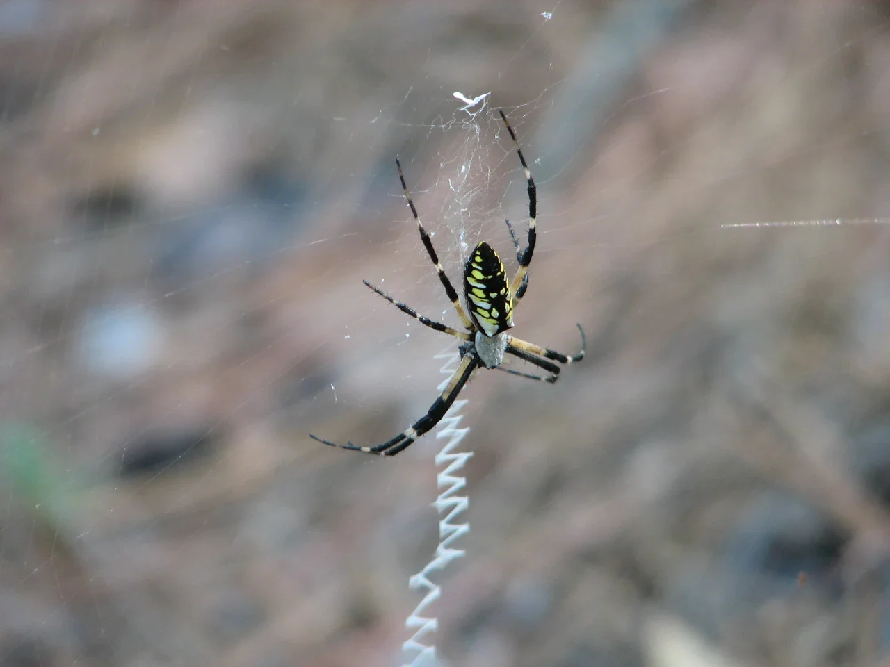 Yellow and black patterned spider in its web