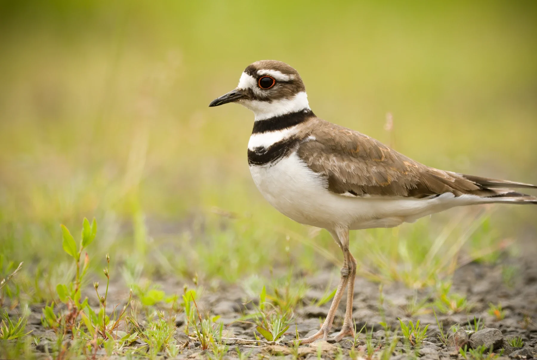 Killdeer at Julia Butler Hansen Refuge; sightings are not guaranteed