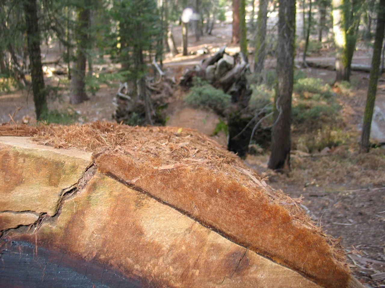 Close detail of fibrous sequoia bark in Crescent Meadow