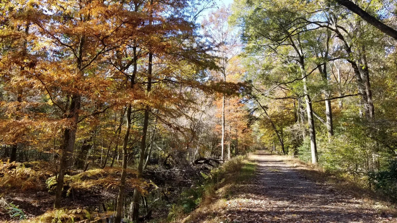 Washington Ditch trail and autumn trees in the Virginia portion of Great Dismal Swamp