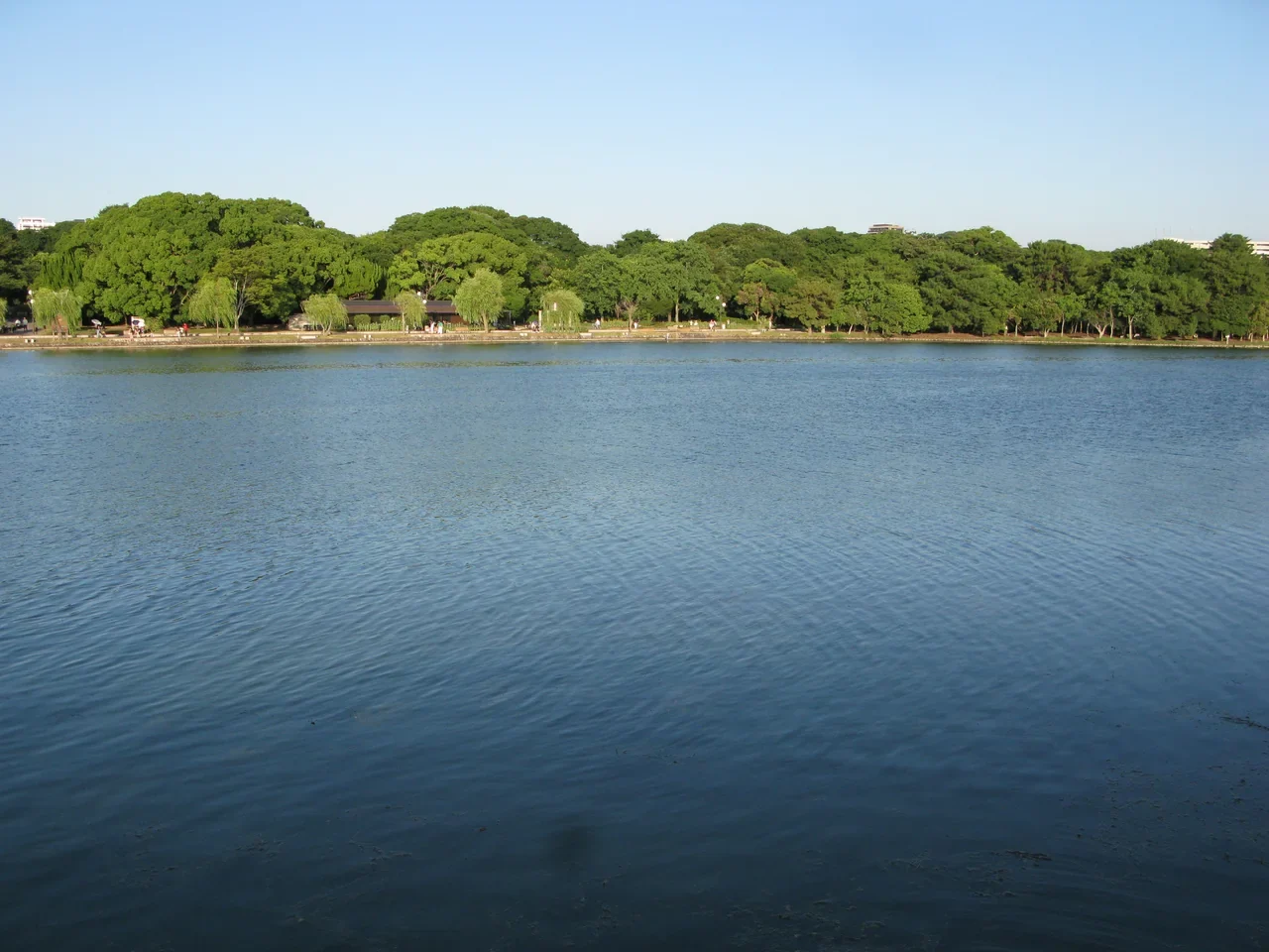 Ohori Parkı göleti ve ağaçlı kıyısı, Fukuoka