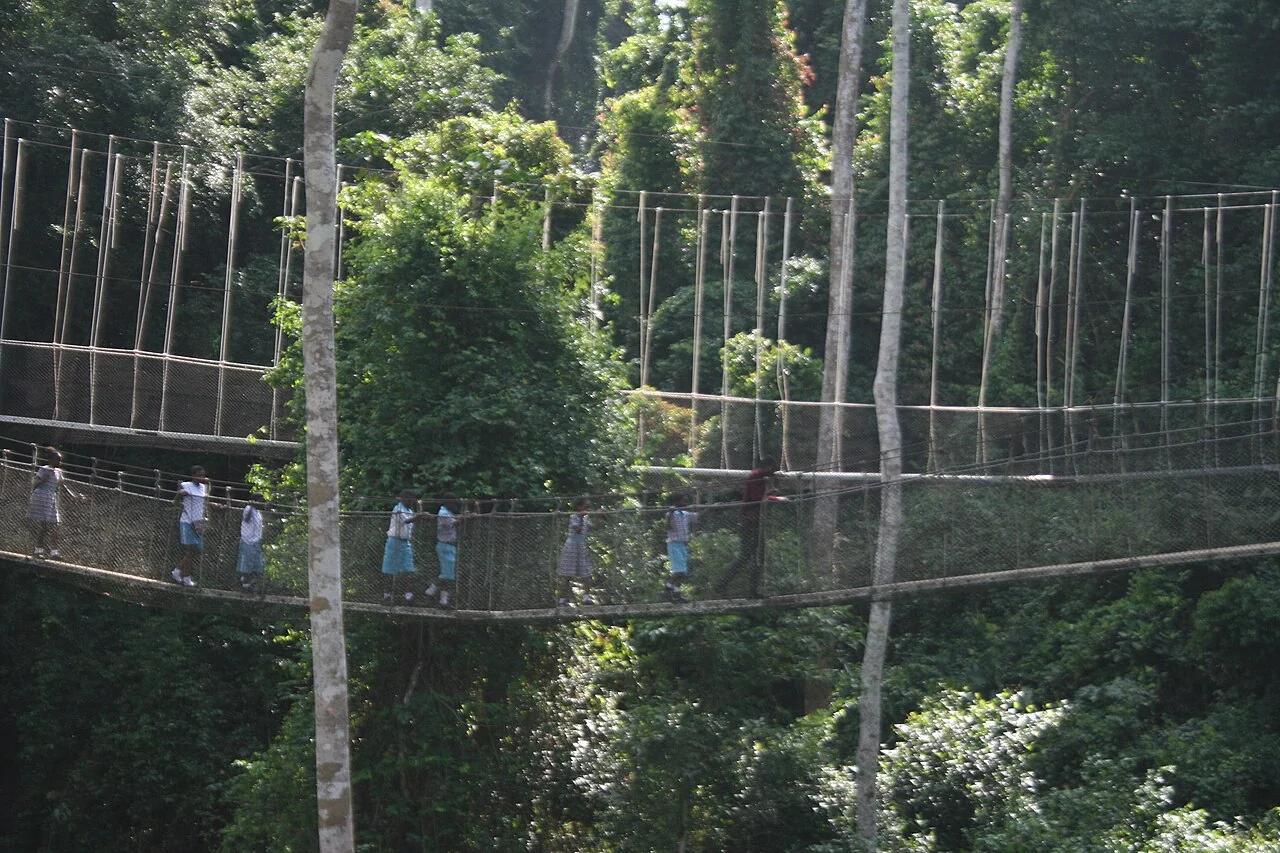 Kakum Milli Parkı canopy yürüyüş köprüsü, Kasım 2022