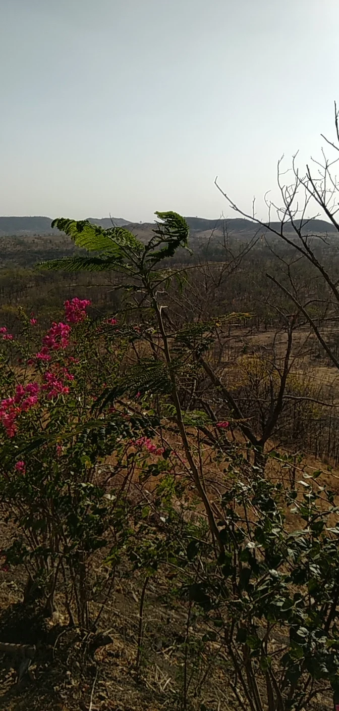 Shrubs, flowers and hills recorded as Jalgaon NMU in the source