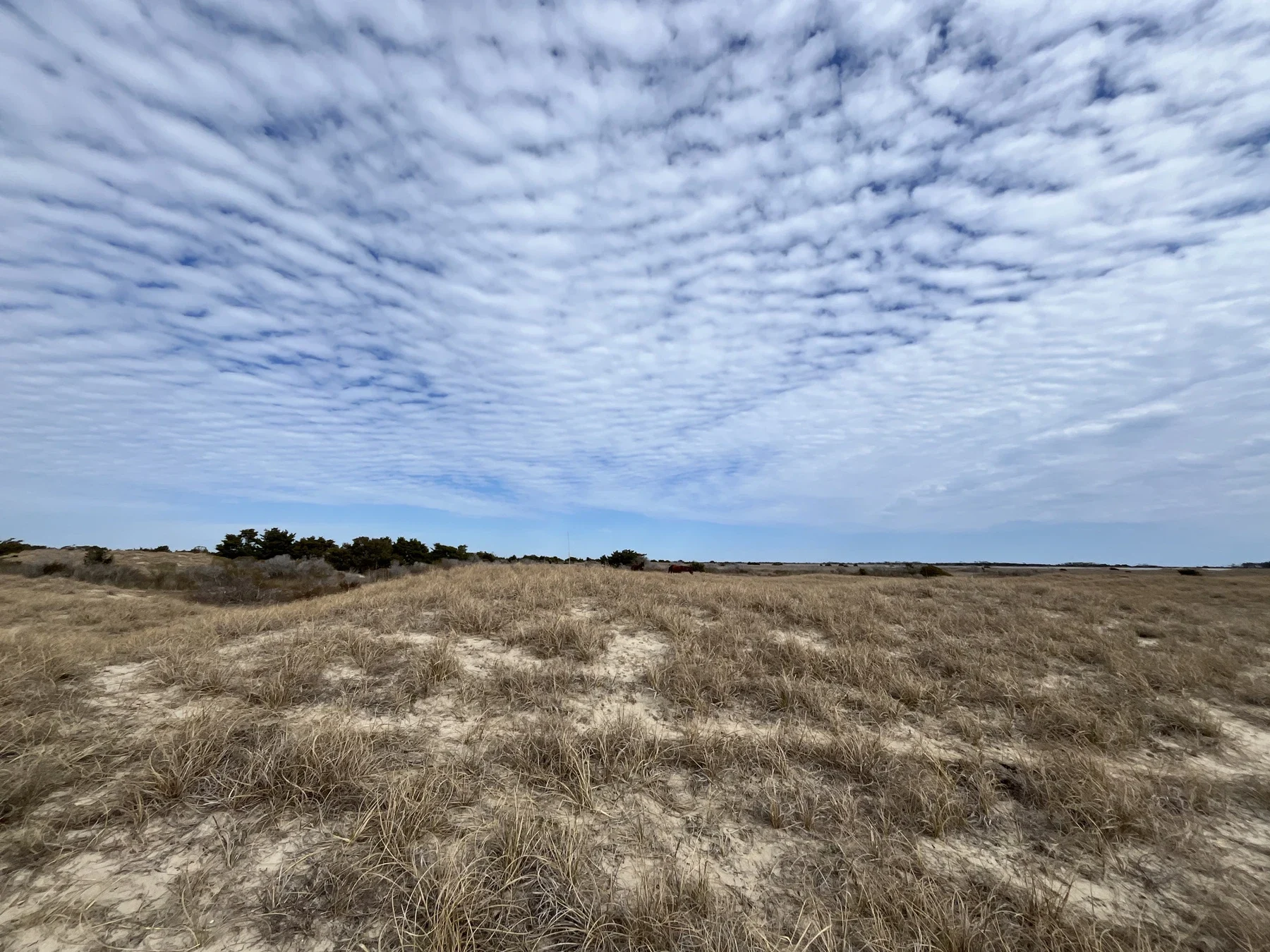 Natural coastal dunes and patterned clouds at Cape Lookout
