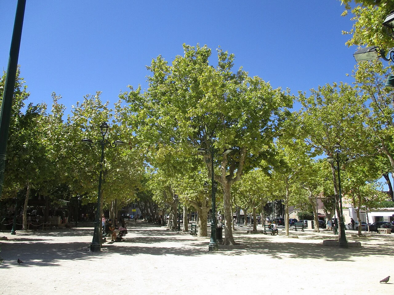 Saint-Tropez Place des Lices meydanı ve gölgelik ağaçlar; Ağustos 2020, pazar tezgâhları olmayan gün.